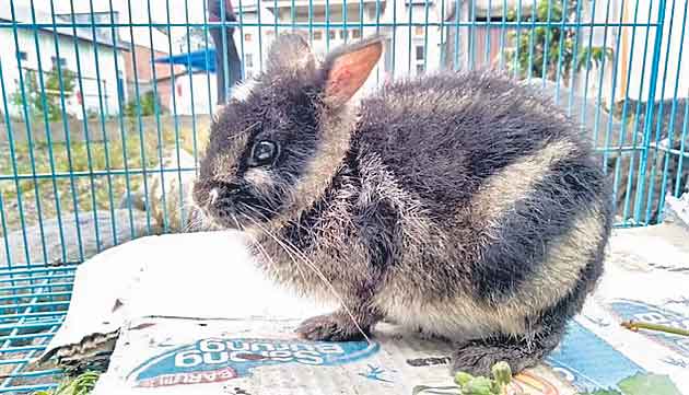 అరుదైన కుందేలు ఫేస్‌బుక్‌లో ప్రత్యక్షం!