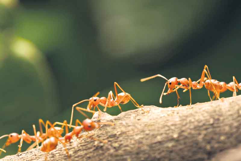 చీమల దండు రోదసి యాత్ర