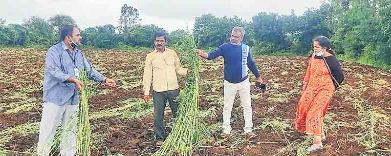 ఉద్యాన పంటల సాగులో జాగ్రత్తలు తీసుకోవాలి