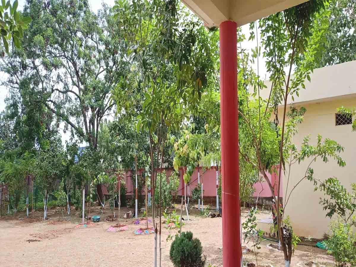 పాఠశాల ఆవరణలో ఆకట్టుకుంటున్న పచ్చదనం..