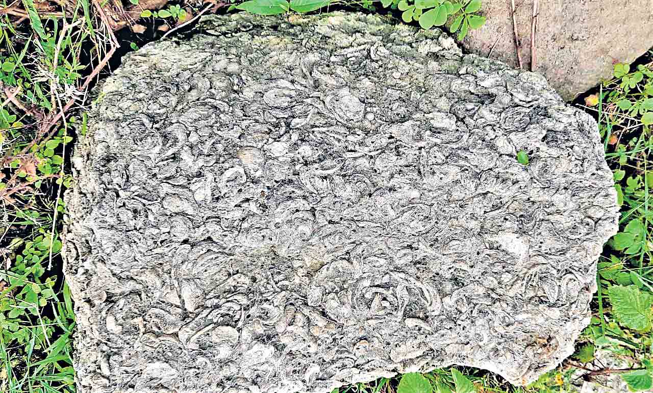 ఆదిలాబాద్‌ అడవుల్లో బసాల్ట్‌ శిలలు