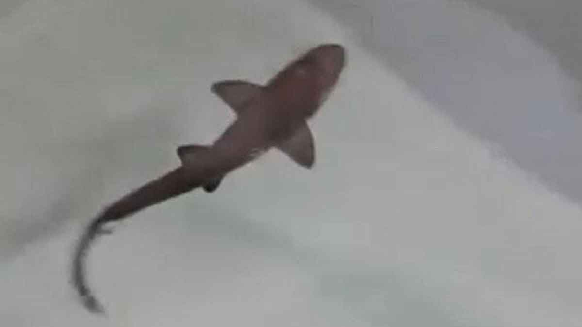 Baby Shark : మ‌గ తోడు లేదు.. కానీ.. బేబీ షార్క్‌కు జ‌న్మ‌నిచ్చిన ఆడ సొరచేప‌.. ఎలా సాధ్యం?