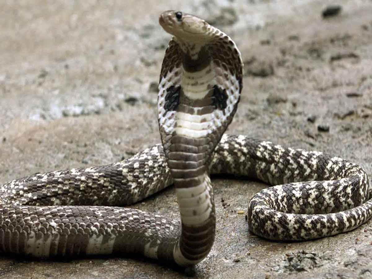 Viral | వట్టి చేతులతో 14 అడుగుల పామును పట్టేశాడు.. వీడియో వైరల్!