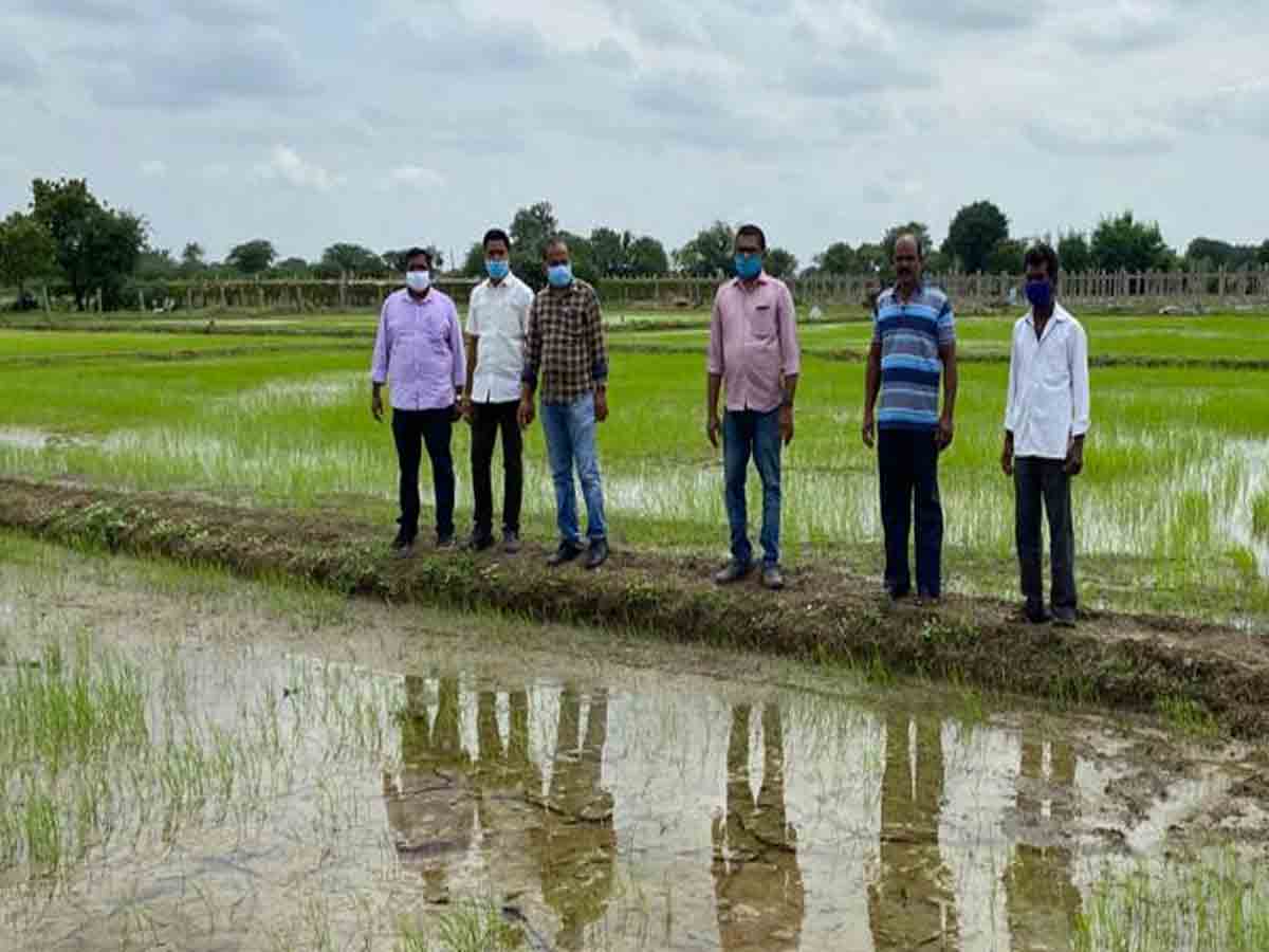 వెదజల్లె పద్దతి వరిసాగుతో ఎన్నో లాభాలు..