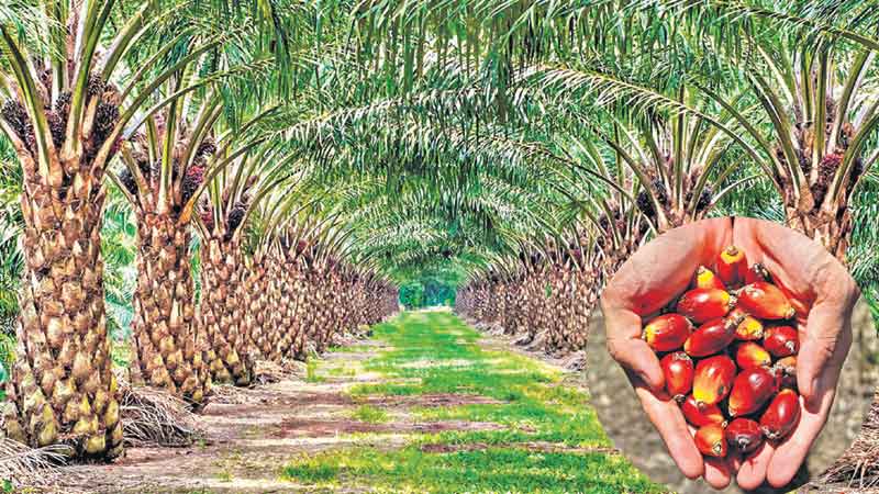 ఆయిల్‌ పామ్‌ ఆమ్దానీ