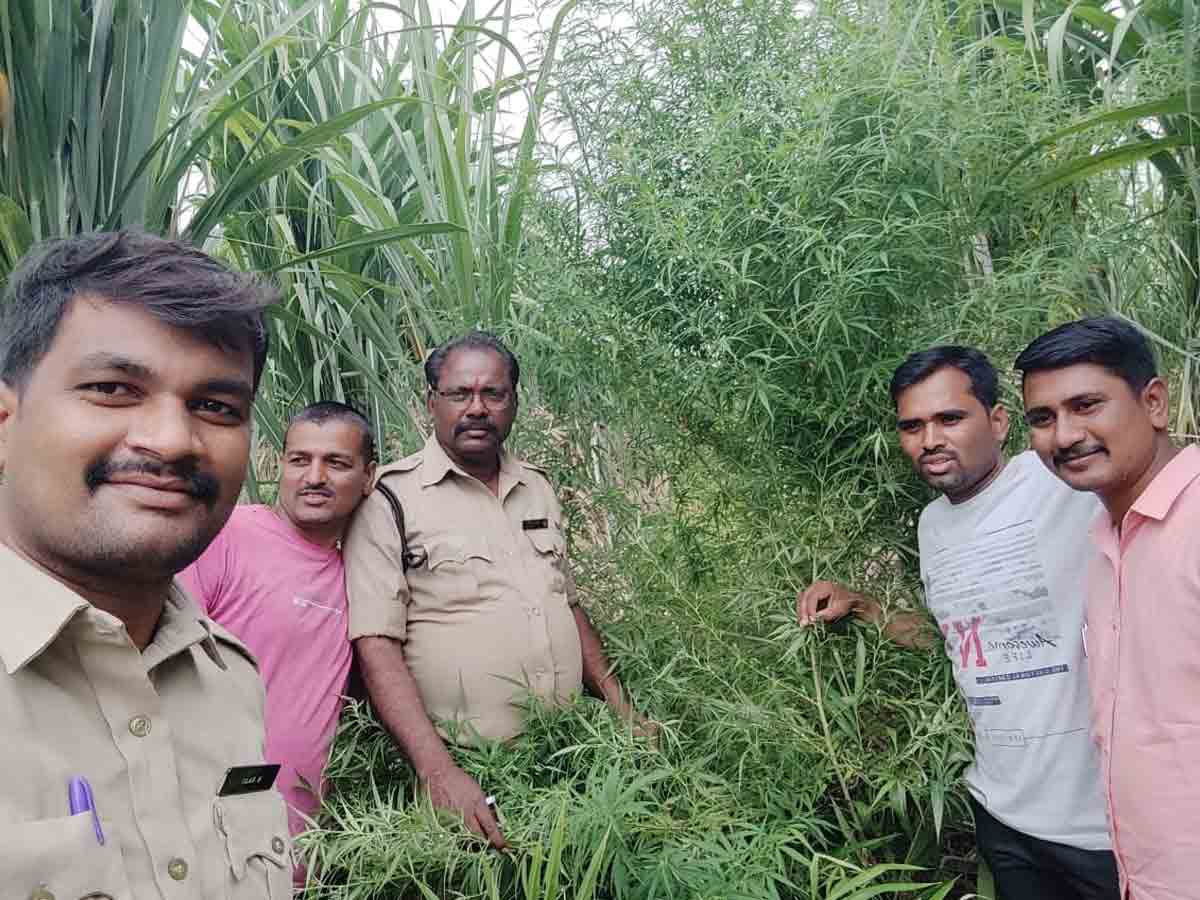 సిద్ధాపూర్‌లో గంజాయి మొక్కలు ధ్వంసం