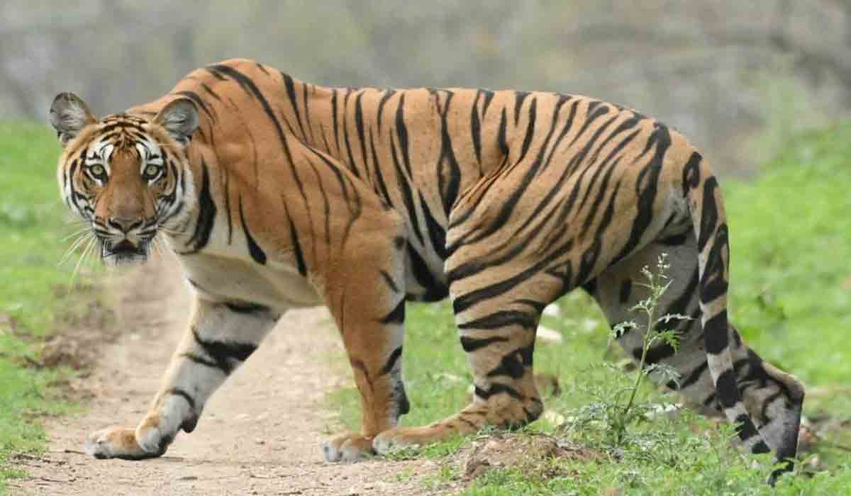 పెద్దపులి కలకలం.. బెబ్జూరులో ఆవుల మందపై దాడి