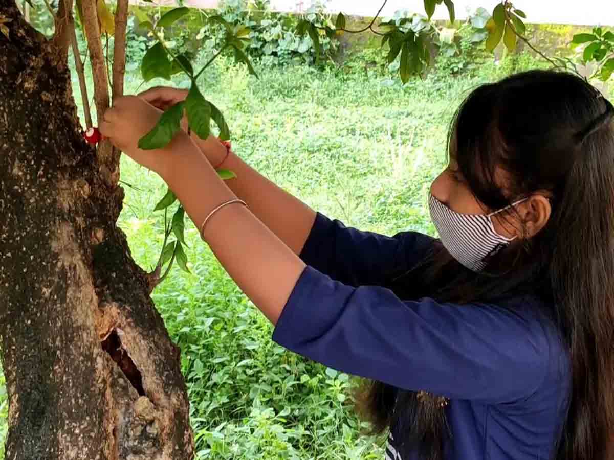 చెట్లకు రాఖీలు కట్టిన పిల్లలు, పెద్దలు.. ఎందుకంటే?