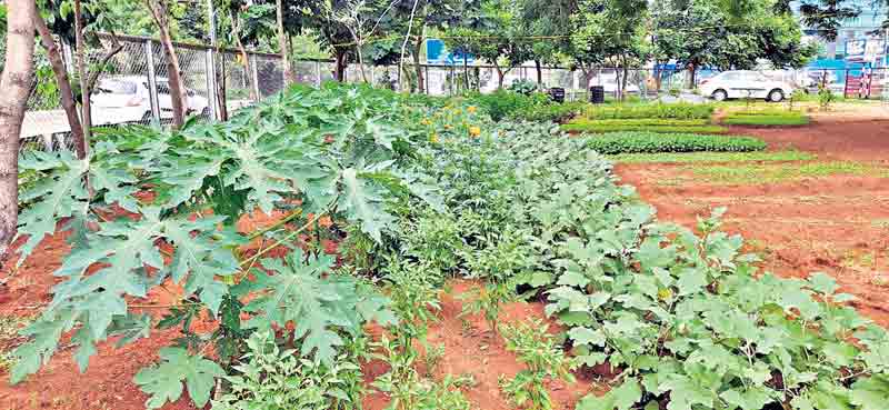 7 వరుసల సాగు