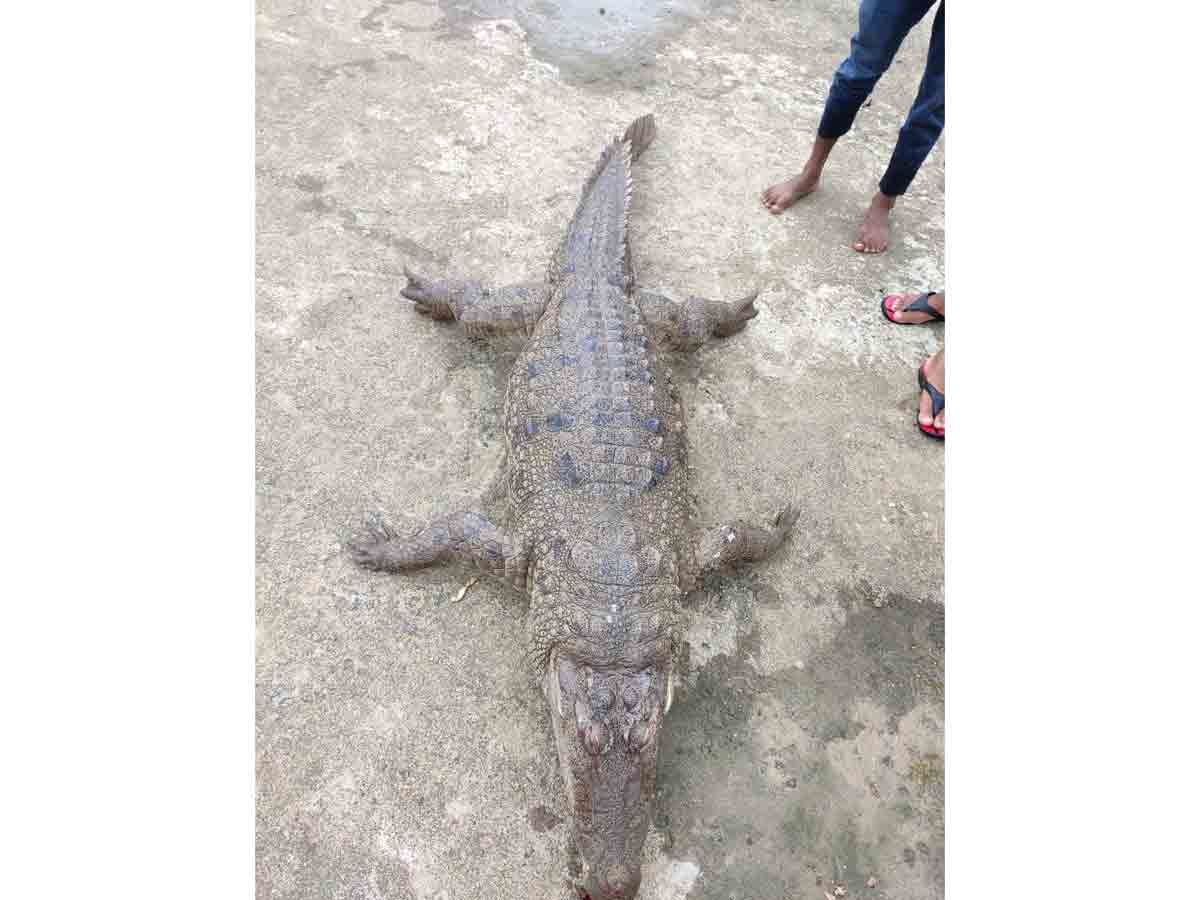 పాకాల సరస్సు నుంచి కొట్టుకొచ్చిన మొసలి