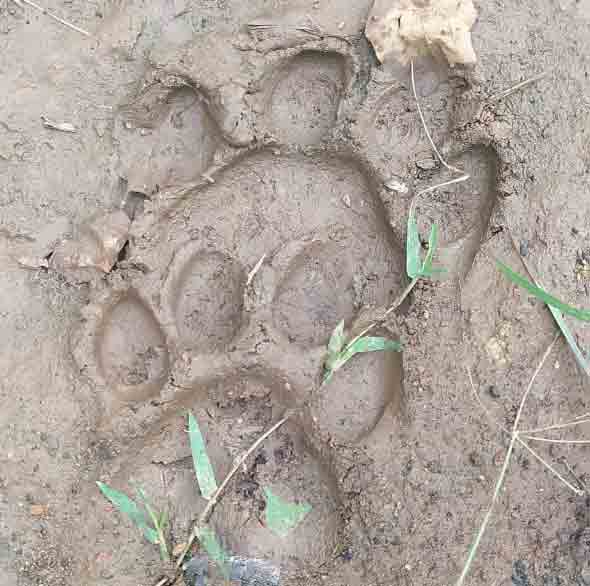 ములుగులో మళ్లీ పెద్దపులి!