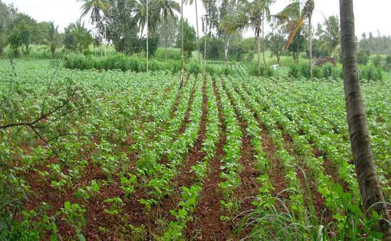 తెల్ల బంగారమే