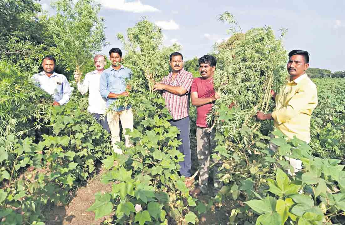 అంతర పంట మాటున గం‘జాయ్‌’