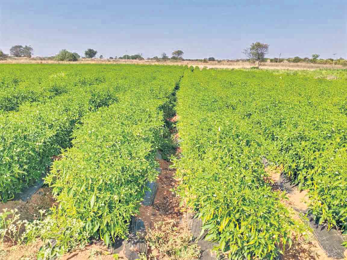 ప్రయోగాత్కకంగా ఇజ్రాయిల్‌ సాగు