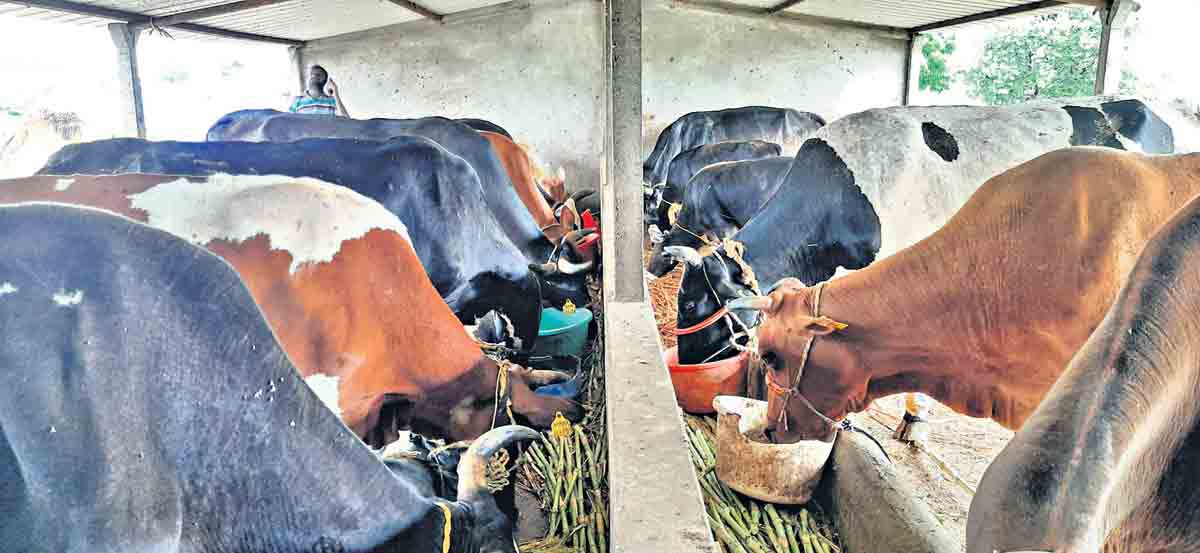 పాడితో కొత్త ఒరవడి