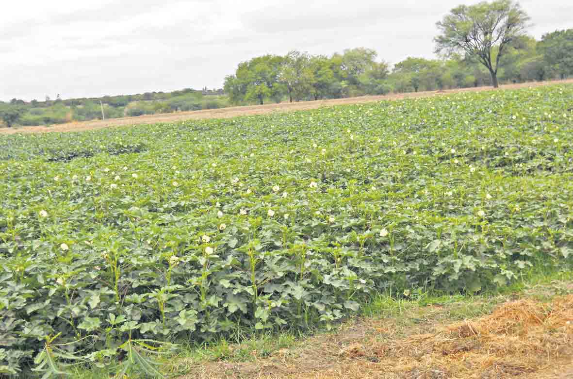 కూరగాయల సాగు.. లాభాలు బాగు
