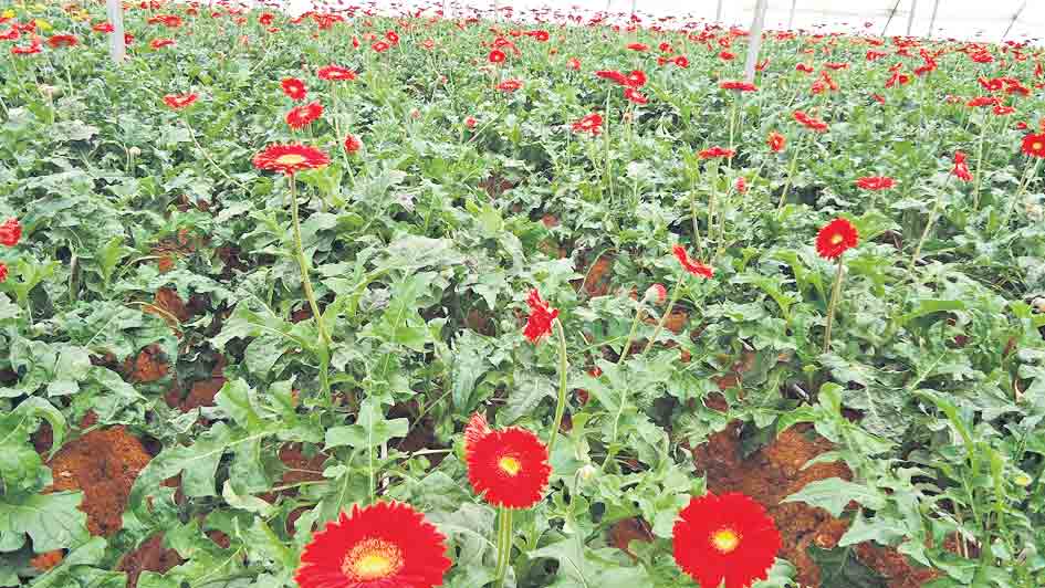 జెర్బారాసాగు.. లాభాలు బాగు..