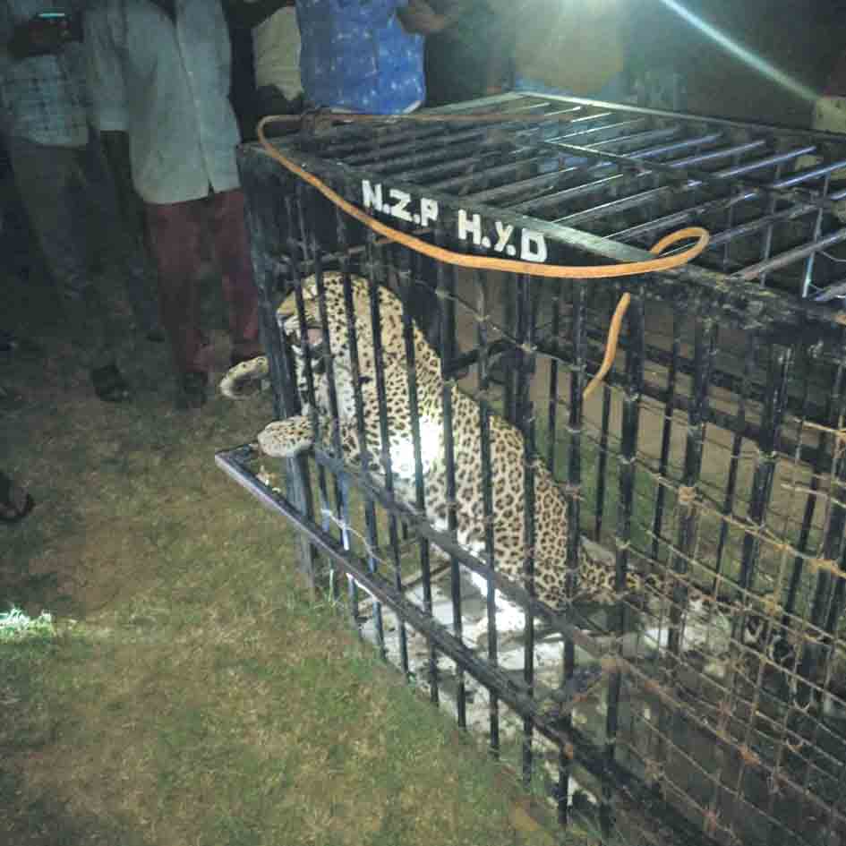 చిక్కిన చిరుత