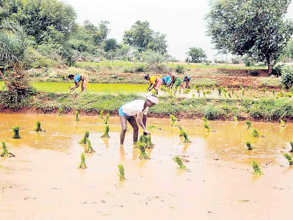 ఎక్కడ.. ఏ పంట..
