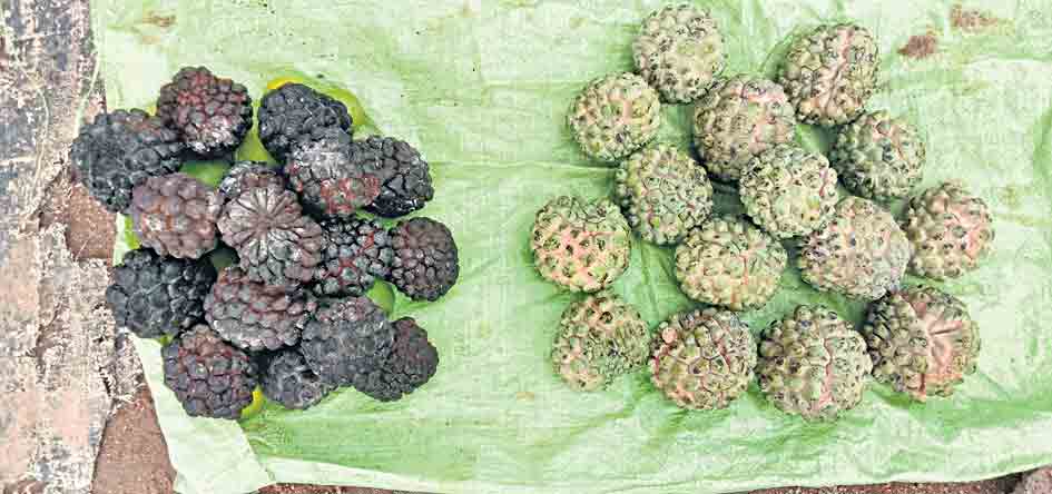 పోషకాల పండు..సీతాఫలం