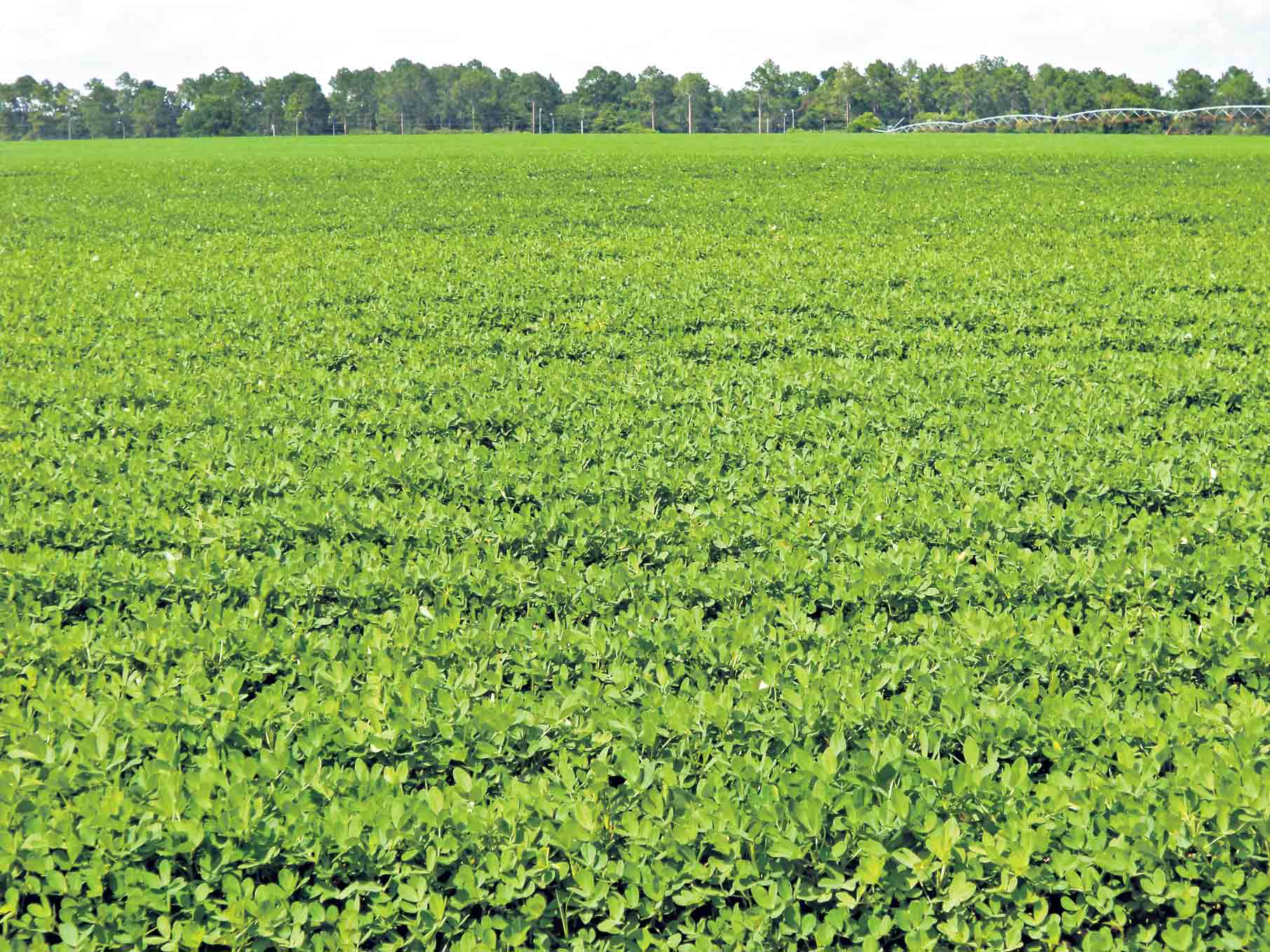 వరి వదిలి సాగు