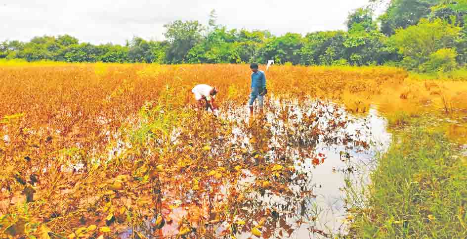 అతివృష్టిని అధిగమిద్దాం