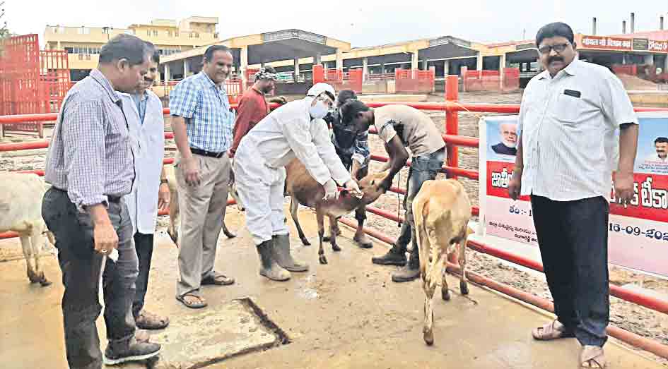 బాబోయ్‌..బ్రూసెల్లోసిస్‌..