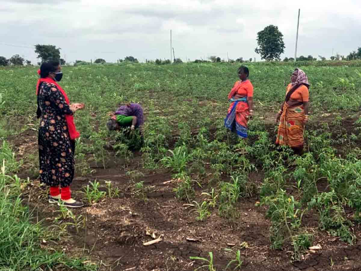 RangaReddy : పంట వివరాలు ఆన్‌లైన్‌లో నమోదు చేయించుకోవాలి