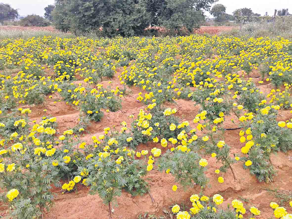 పూల రైతులకు లాభాల పంట