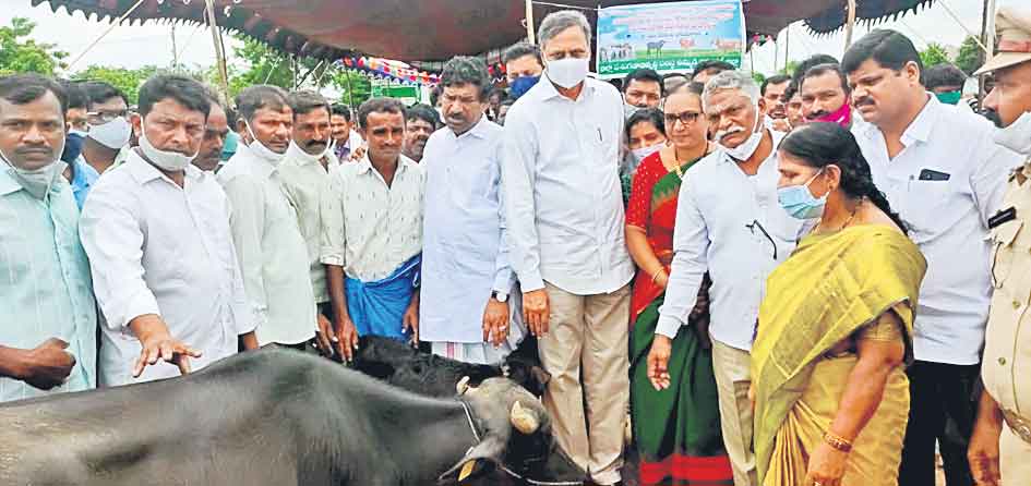 పశుపోషణతో రైతులు ఆర్థికంగా ఎదగాలి