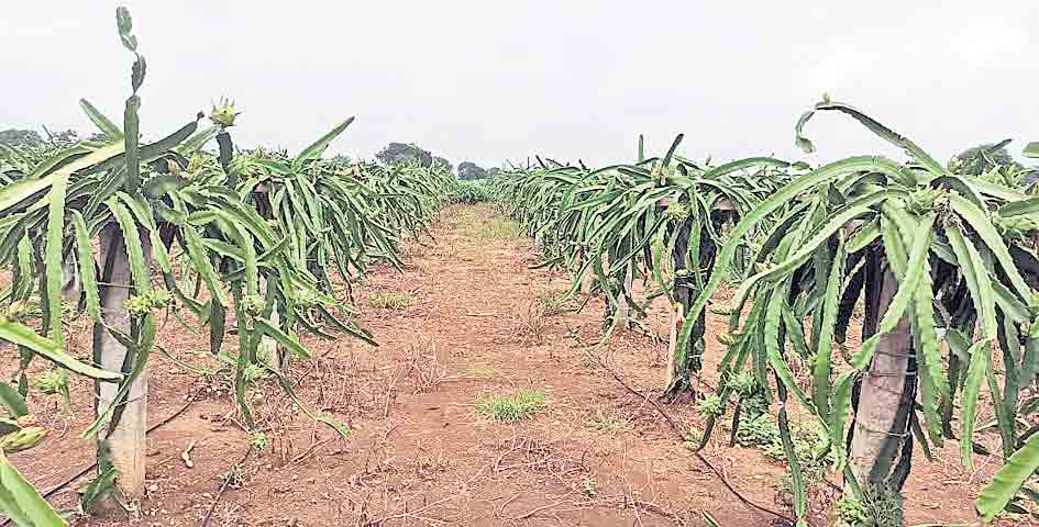 ఉద్యానవన రైతుకు సర్కారు ఊతం
