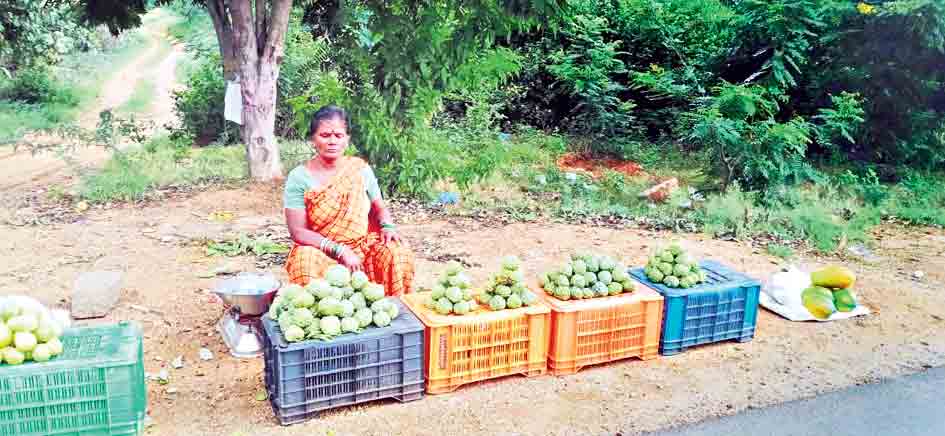 సీతాఫలం.. ఉపాధి ఘనం