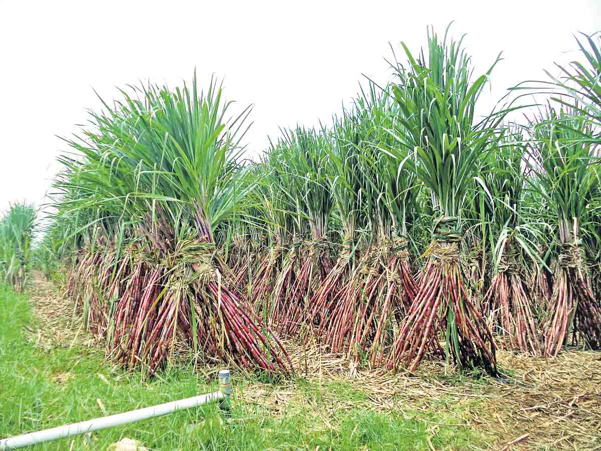 చెరుకు రైతుకు తీపి కబురు..!