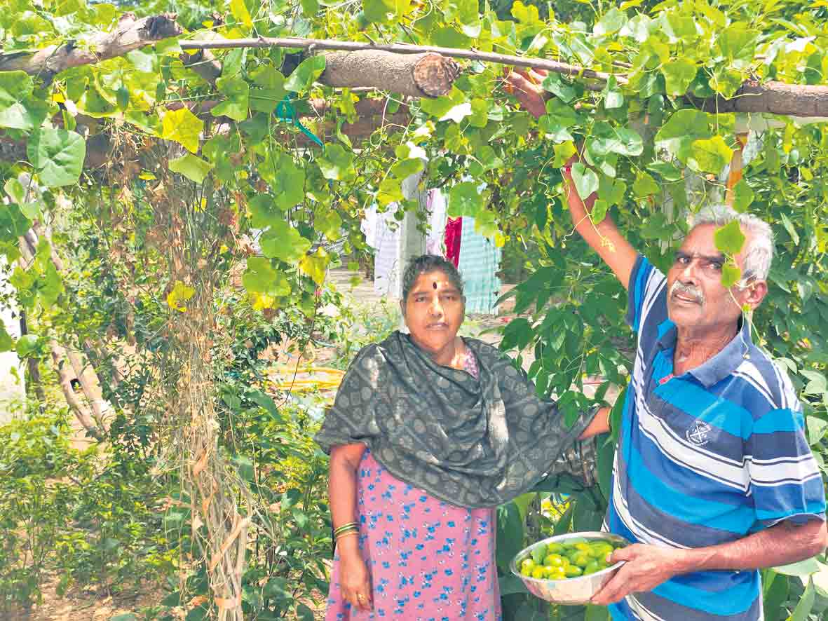 ఆ ఇల్లే ఒక వనం