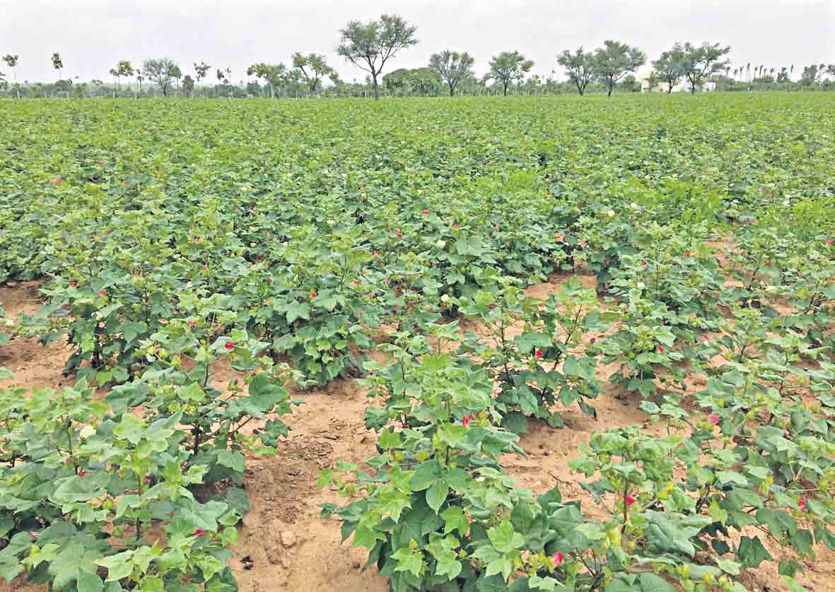 చెరువు నిండింది.. పంట పండింది