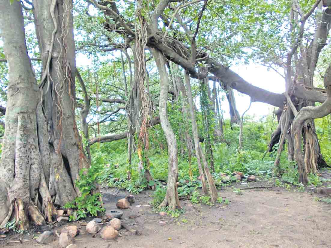 మదన్‌పల్లిలో మరో పిల్లల మర్రి