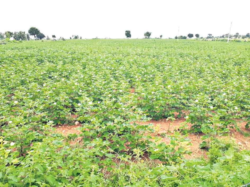 పెట్టుబడి తగ్గించి.. నాణ్యత పెంచే సాగు.. బాగు