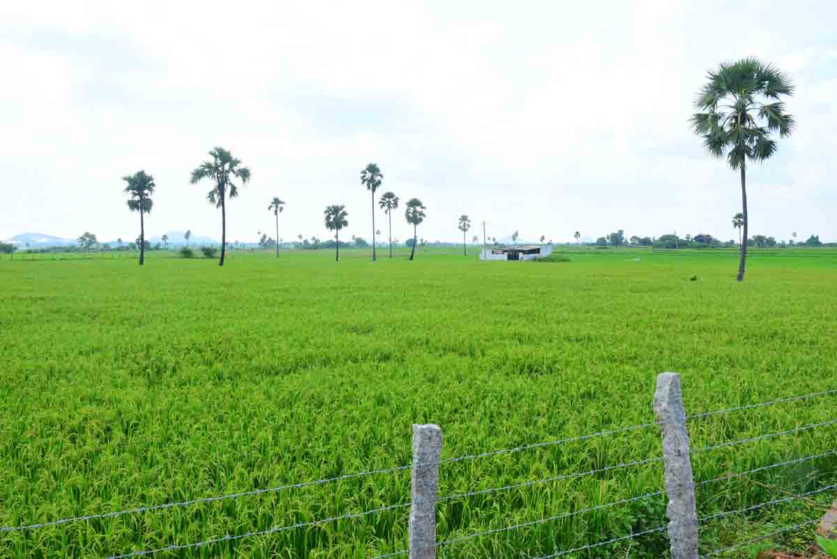 ధాన్యం సేకరణకు యాక్షన్‌ ప్లాన్‌