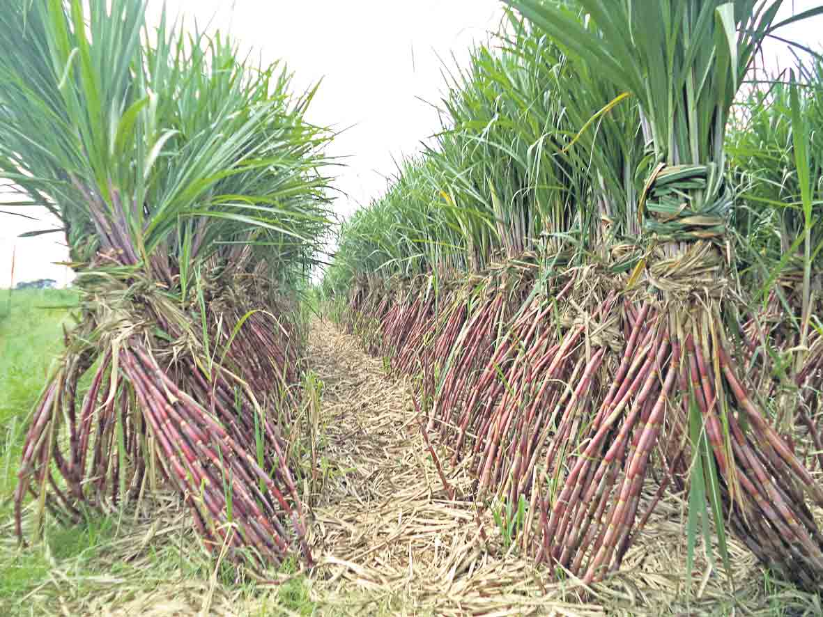 తిపి రైతుకు చేదు..!