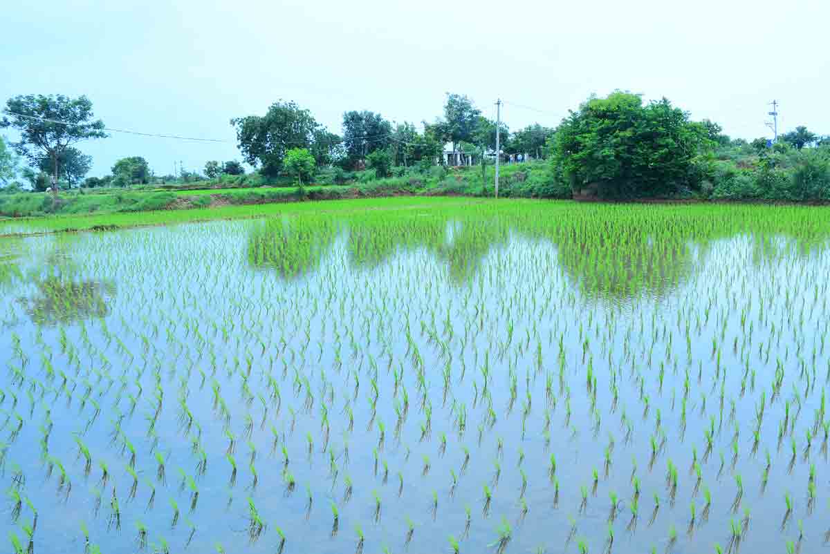 బీడు భూములకు సాగు కళ