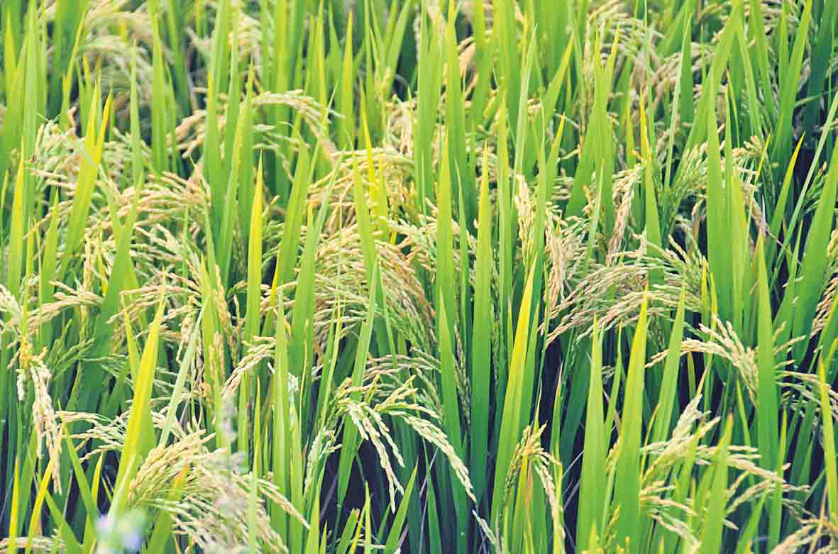 అన్నదాత.. ఆగమొద్దు