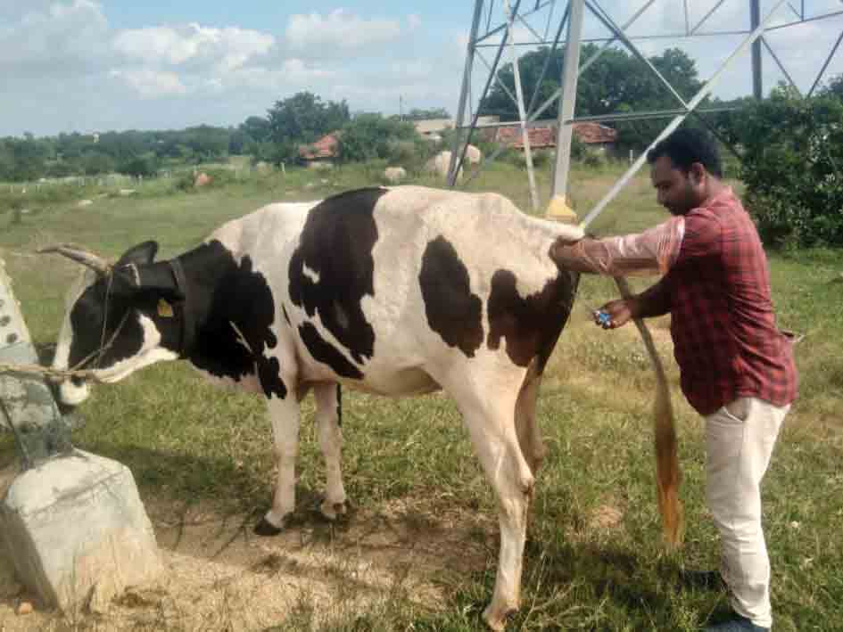 పాల దిగుబడి పెంచేలా…