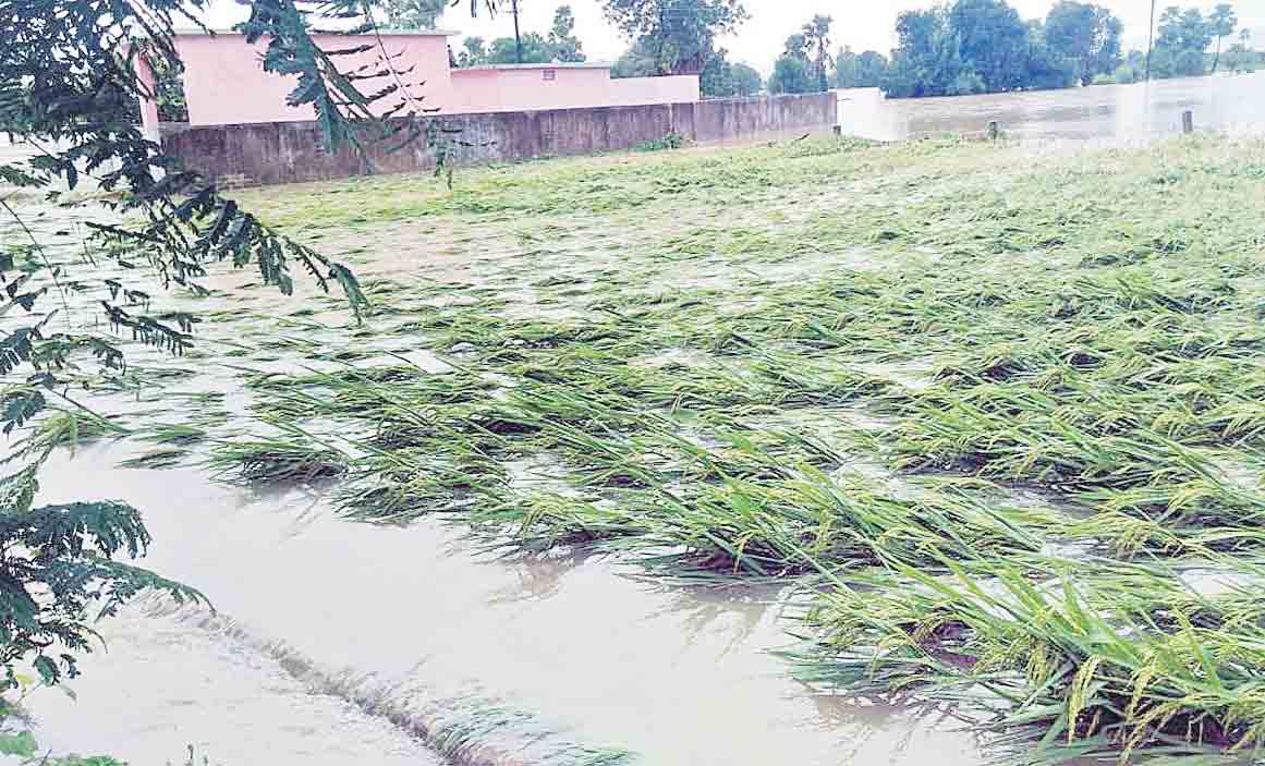 5,920 ఎకరాల్లో పంట నష్టం