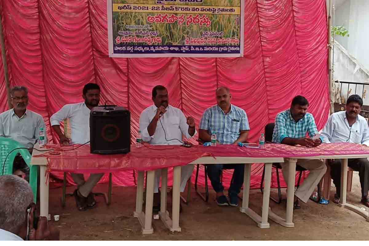 వరి బదులు ప్రత్యామ్నాయ పంటలను సాగు చేసుకోవాలి