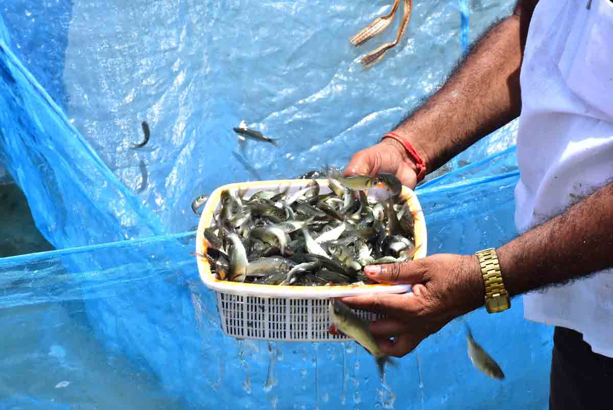 నీలి విప్లవం 6.0