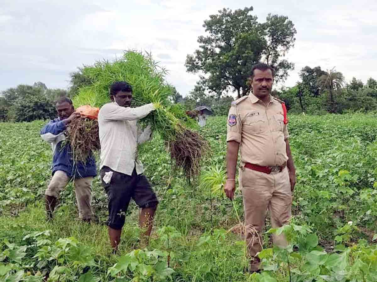 Crime : పంట పొలంలో గంజాయి మొక్కలు.. కౌలు రైతుపై కేసు నమోదు