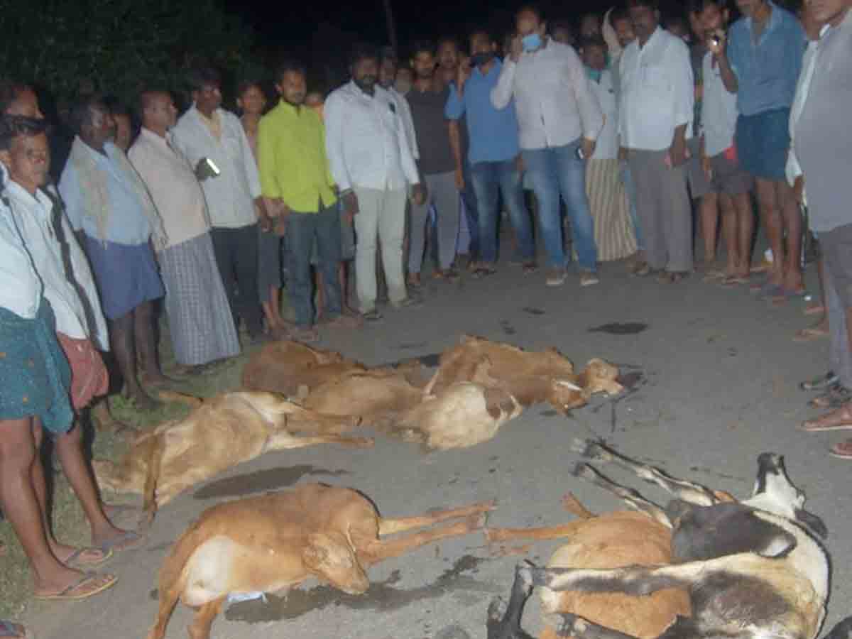 Warangal : గొర్లమందపై దూసుకెళ్లిన కారు.. 25 గొర్రెలు మృతి
