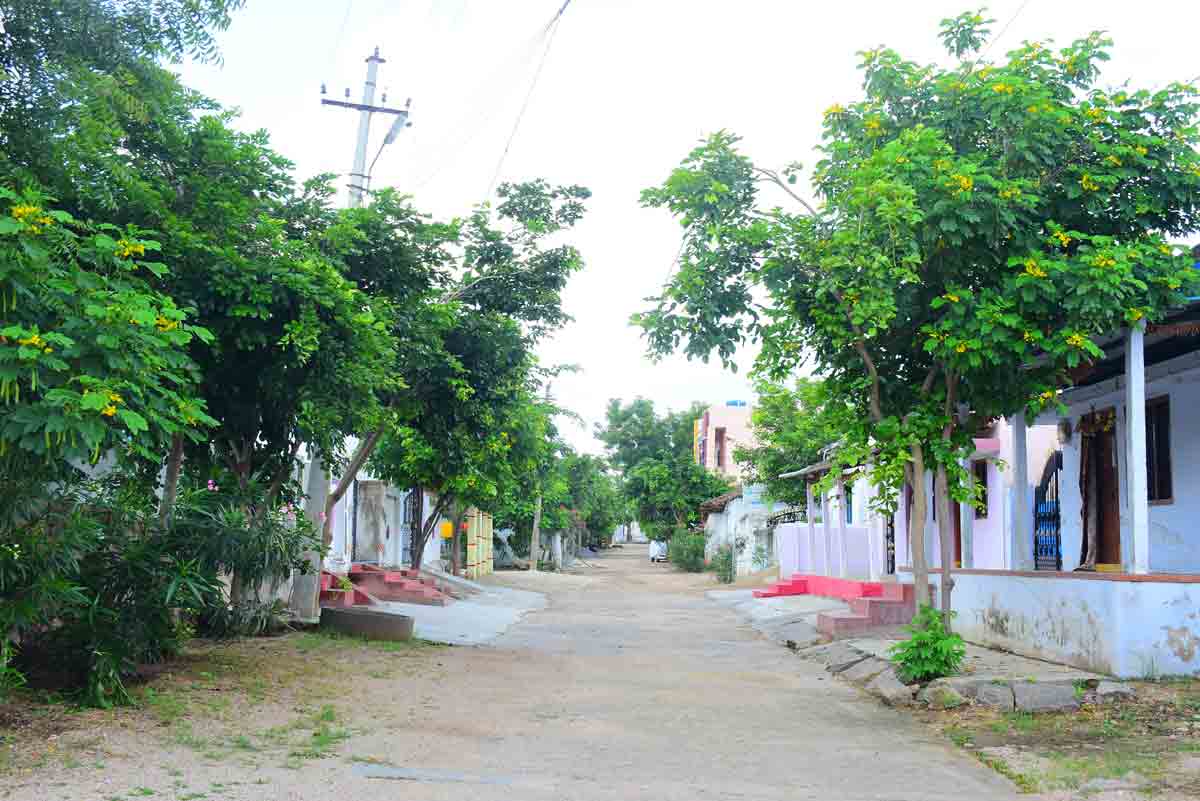 పచ్చని కాంతులు