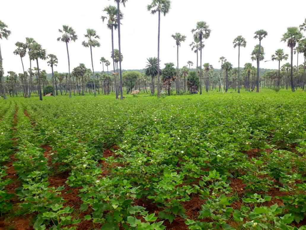 వ్యవసాయానికి రోబో