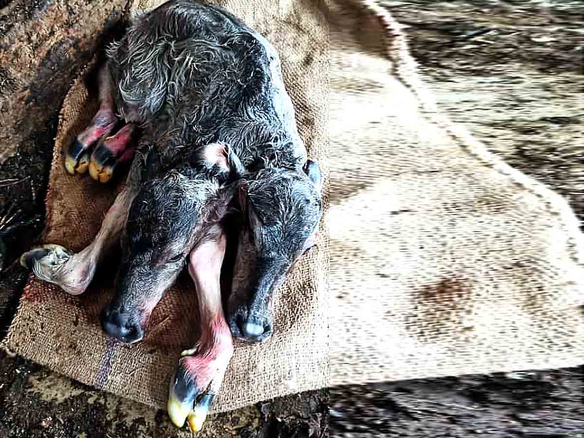 వికారాబాద్‌ జిల్లాలో అరుదైన ఘటన.. ఒక దూడకు రెండు తలలు..